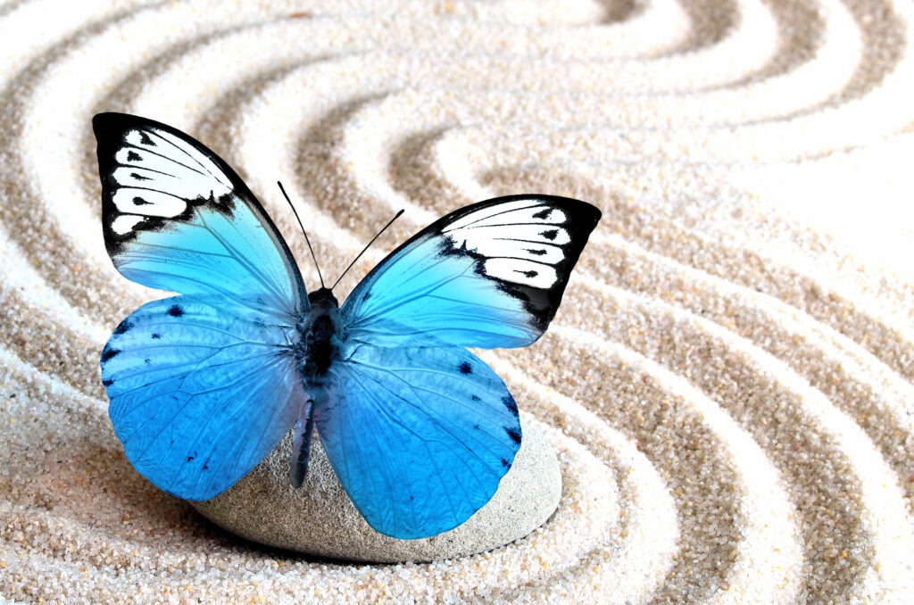 Blue Butterfly